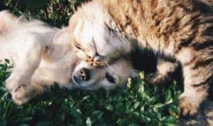 A cat and a puppy in Auburn, AL