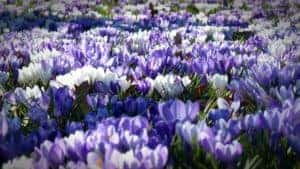 Carmel, NY Nursery Centers