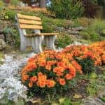 Autumn flowers in a rock-garden
