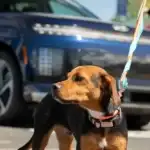 IONIQ 9 Dog Rescue