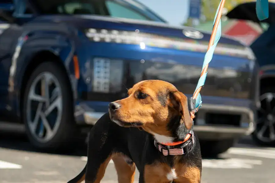 IONIQ 9 Dog Rescue