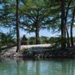 Image of a fallen tree in a water way in Garner State Park near San Antonio, TX.