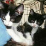 Kittens in San Antonio, TX