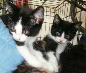 Kitten
