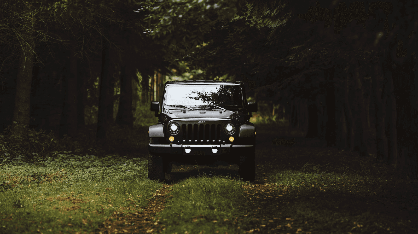 Black Jeep in the Forest